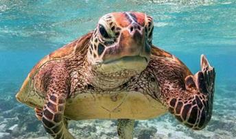 海龟汤恐怖变态题目及答案是什么海龟汤恐怖变态题目及答案介绍
