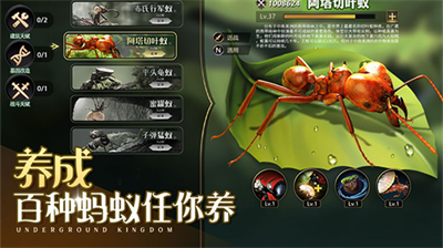 小小蚁国最新版无限金币版