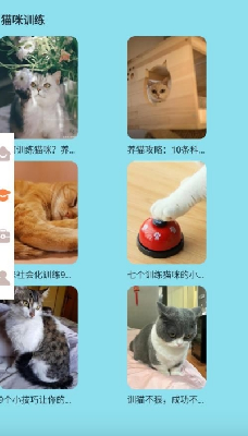密聊猫咪