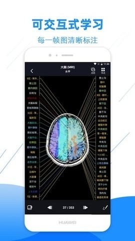 影像解剖图谱