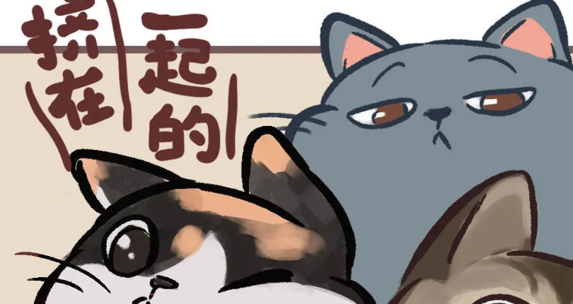 挤在一起的猫猫无限体力