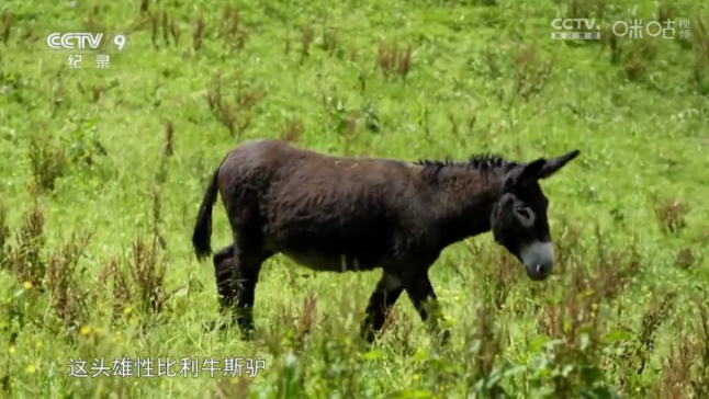 超秒直播