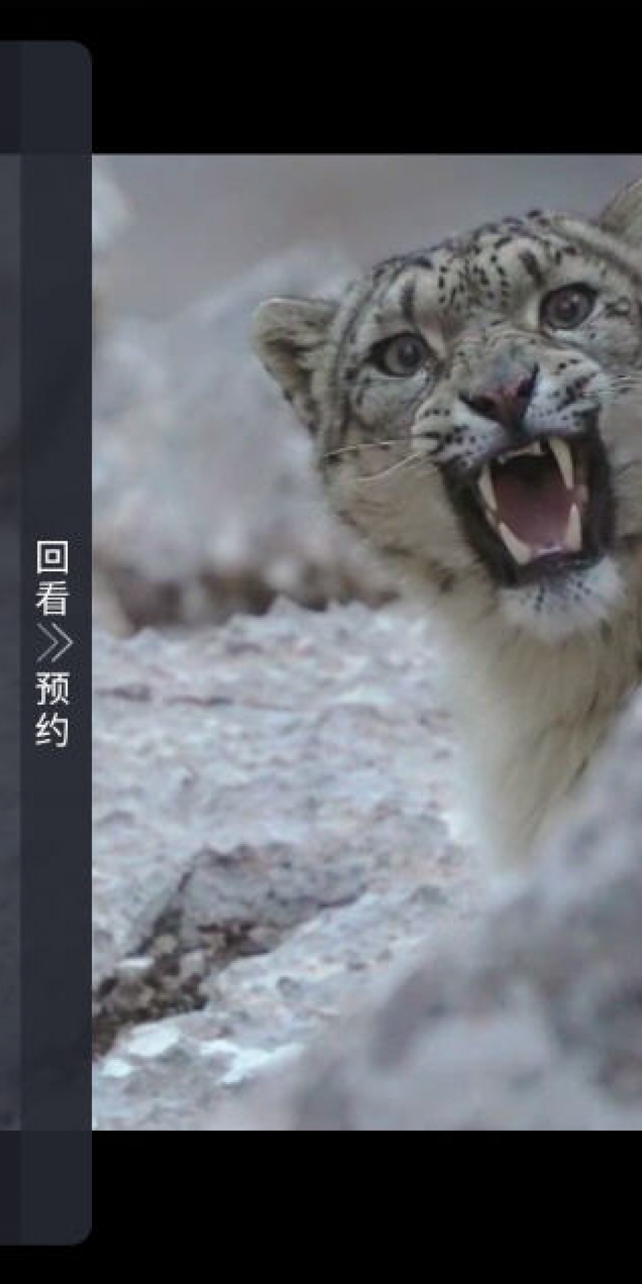 驼铃电视tv版最新版